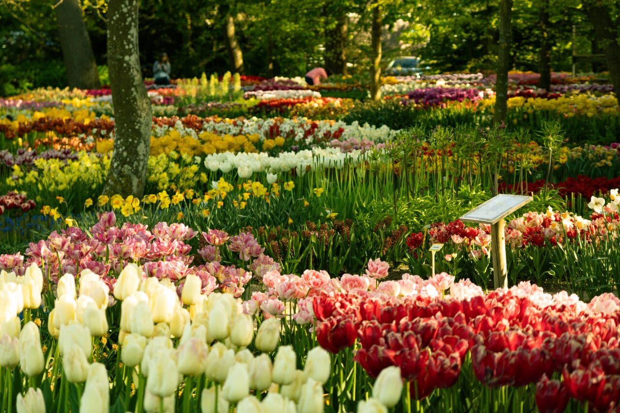Tulip gardens near Amsterdam